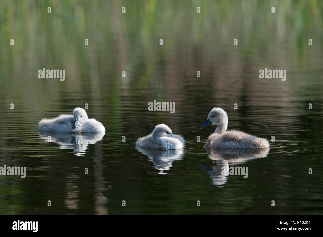 Cygne tuberculé Cygnus olor cygnets Claj Norfolk summer Banque D'Images