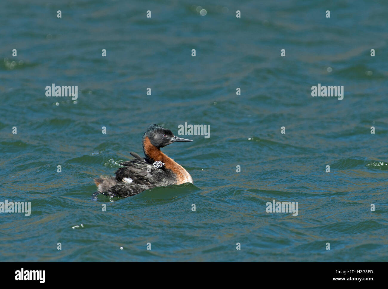 Grand grebe (Podiceps major) avec chick Chili Patagonie Torres del Paine Banque D'Images