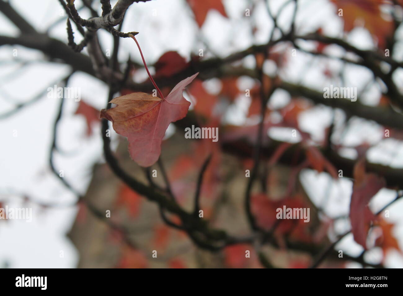 Une feuille rouge prêt à tomber d'un arbre par une froide journée d'automne Banque D'Images