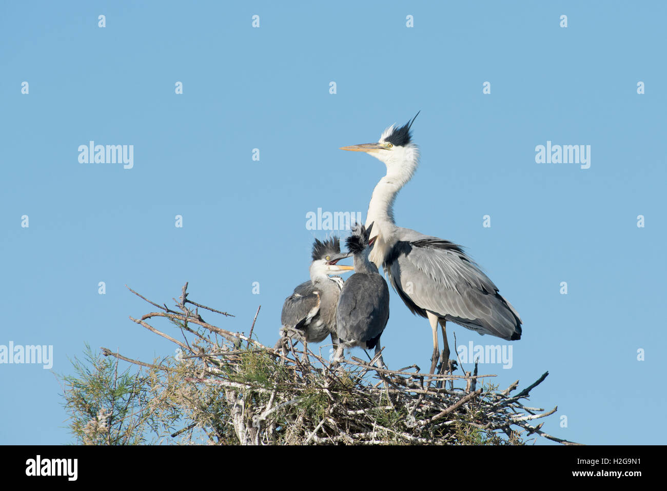 Héron cendré Ardea cinerea poussins au nid mendier de la nourriture Camargue Provence France Banque D'Images