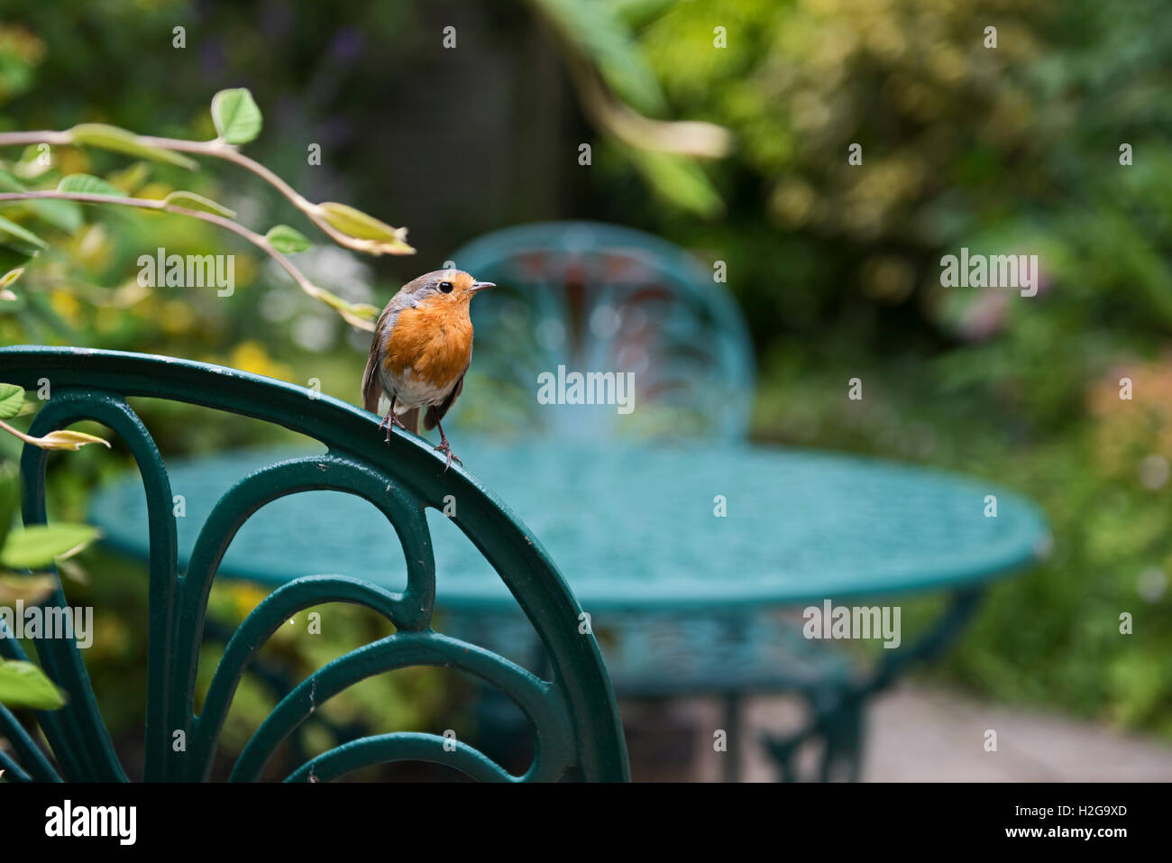 Erithacus rubecula aux abords de l'été jardin Norfolk UK Banque D'Images