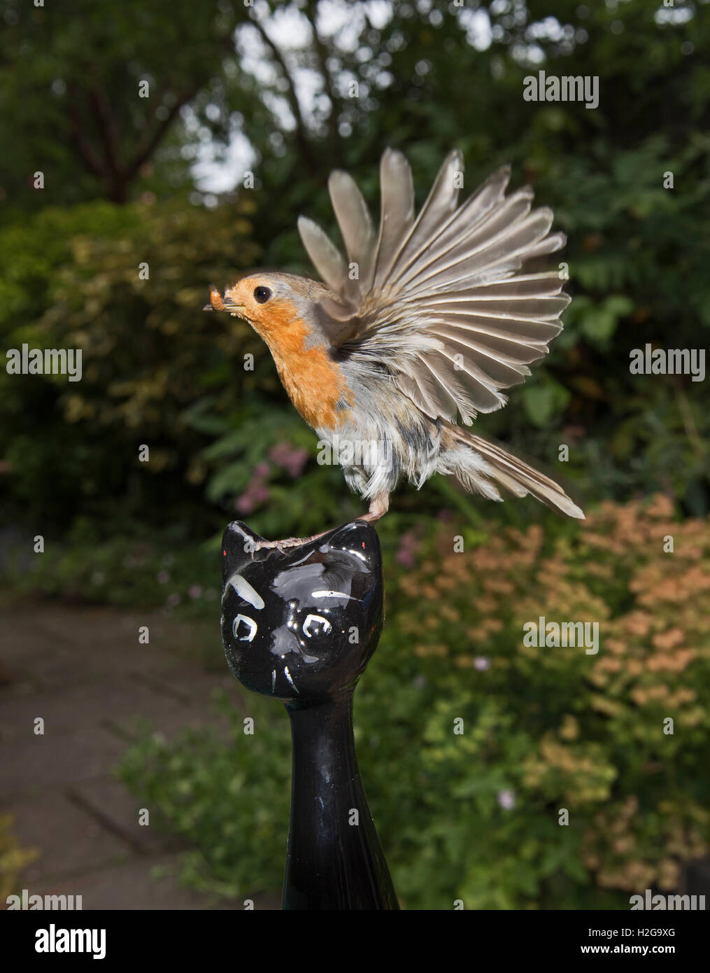Erithacus rubecula aux abords se nourrit de vers de terre à jardin Norfolk UK summer Banque D'Images
