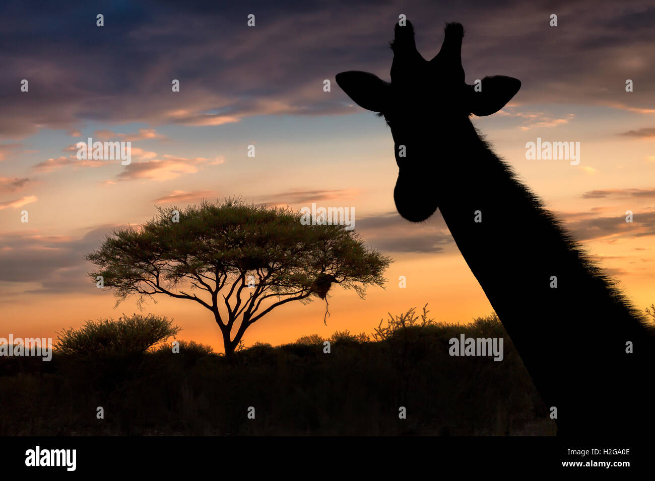 Silhouette de la girafe et l'acacia, Etosha National Park, Namibie, Afrique Banque D'Images