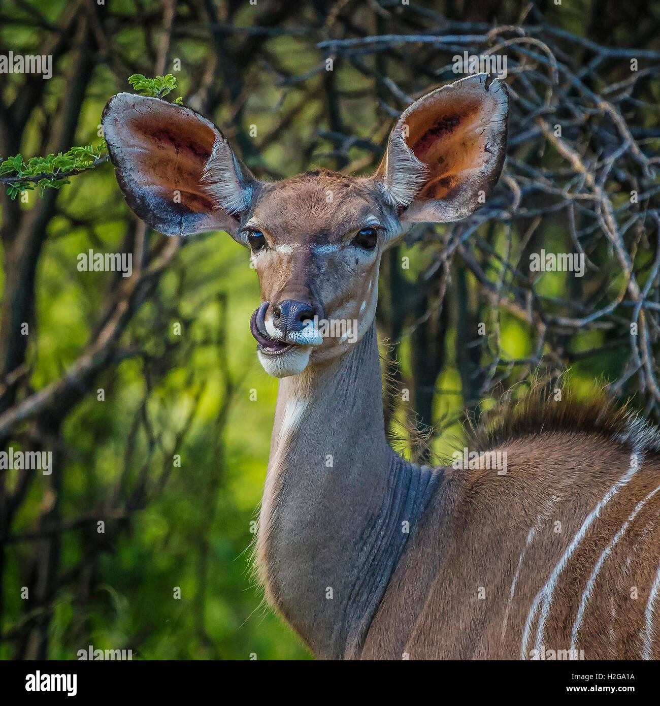 Portrait d'une jeune Antilope Kudu, Etosha National Park, Namibie, Afrique Banque D'Images