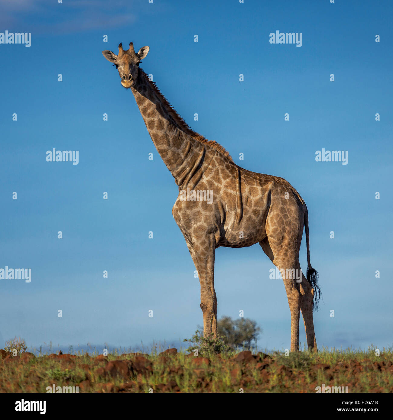 Girafe, Etosha National Park, Namibie, Afrique Banque D'Images