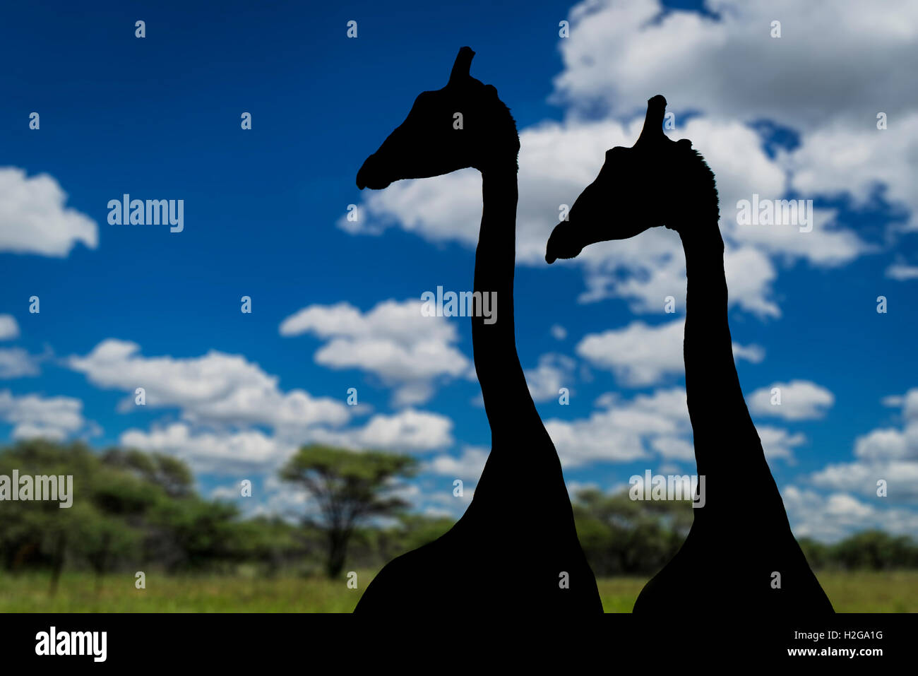Silhouette de girafes, Etosha National Park, Namibie, Afrique. Digital composite Banque D'Images