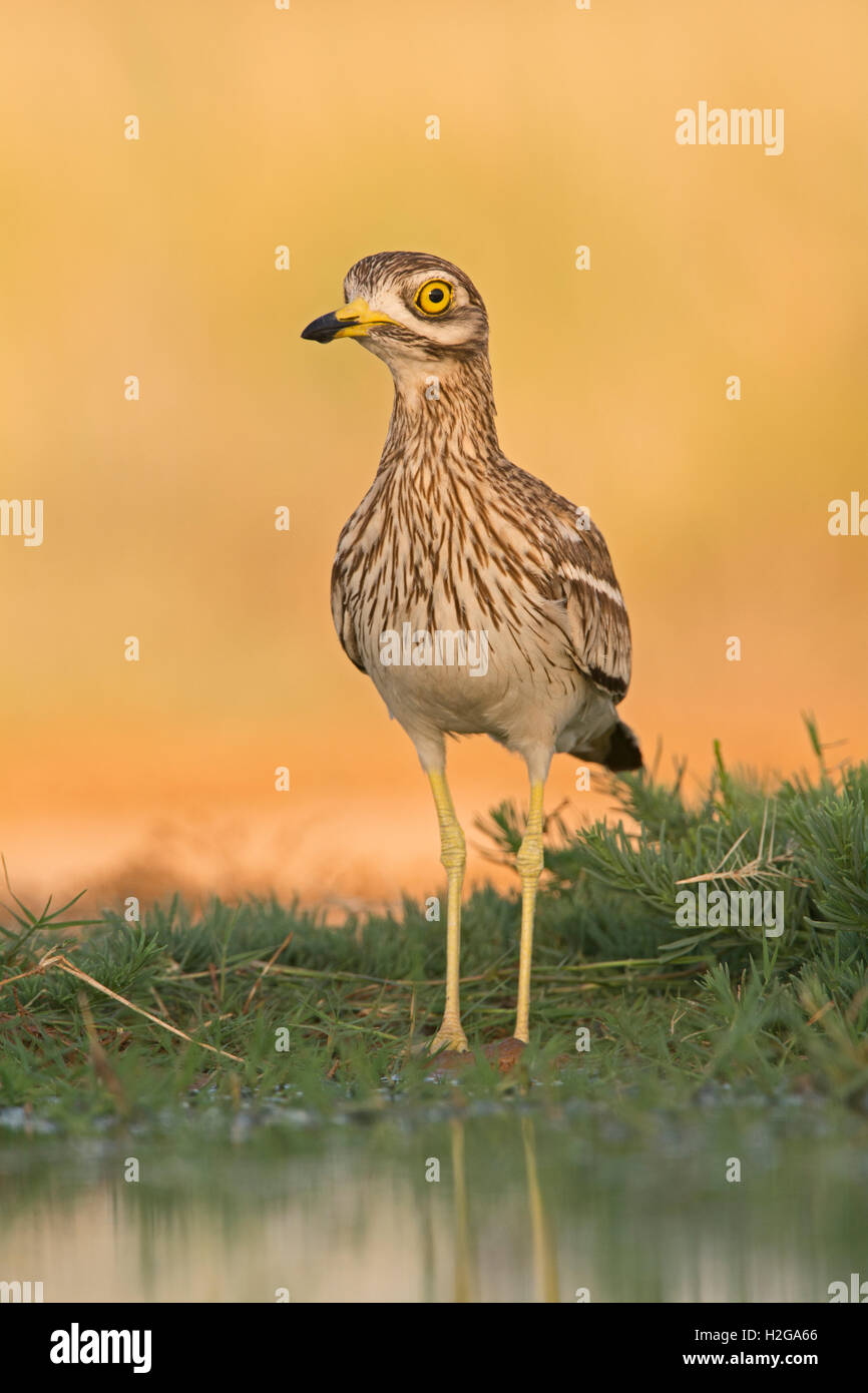 Bruant Culew Burhinus bistriatus Belchite Espagne Banque D'Images
