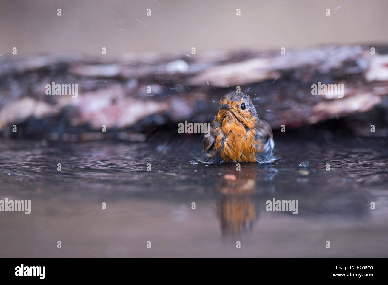 Erithacus rubecula aux abords de baignade bain d'oiseaux jardin d'été de Norfolk Banque D'Images