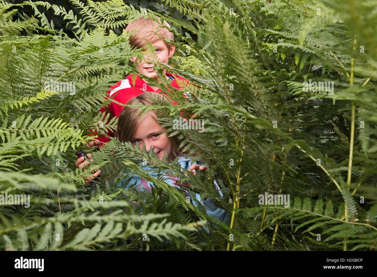 Les jeunes enfants à se cacher dans les fougères sur heath Kelling Norfolk summer Banque D'Images