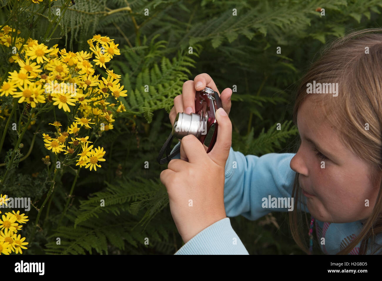 Jeune fille photographiant Cinnibar Espèce de chenilles sur Ragwort, Kelling Heath Norfolk summer Banque D'Images