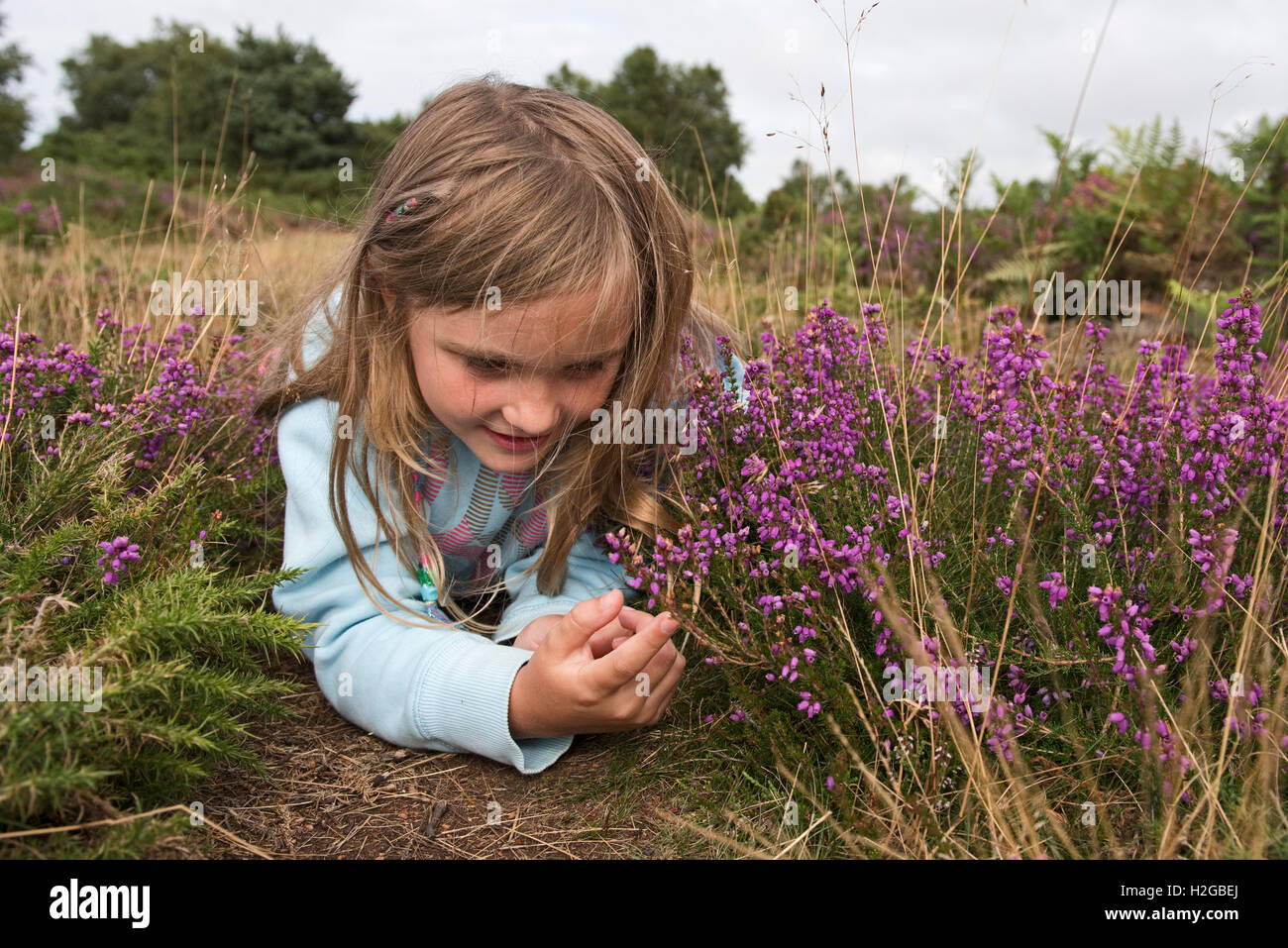 Jeune fille à la recherche du heather sur Heath, Kelling Heath, Norfolk summer Banque D'Images