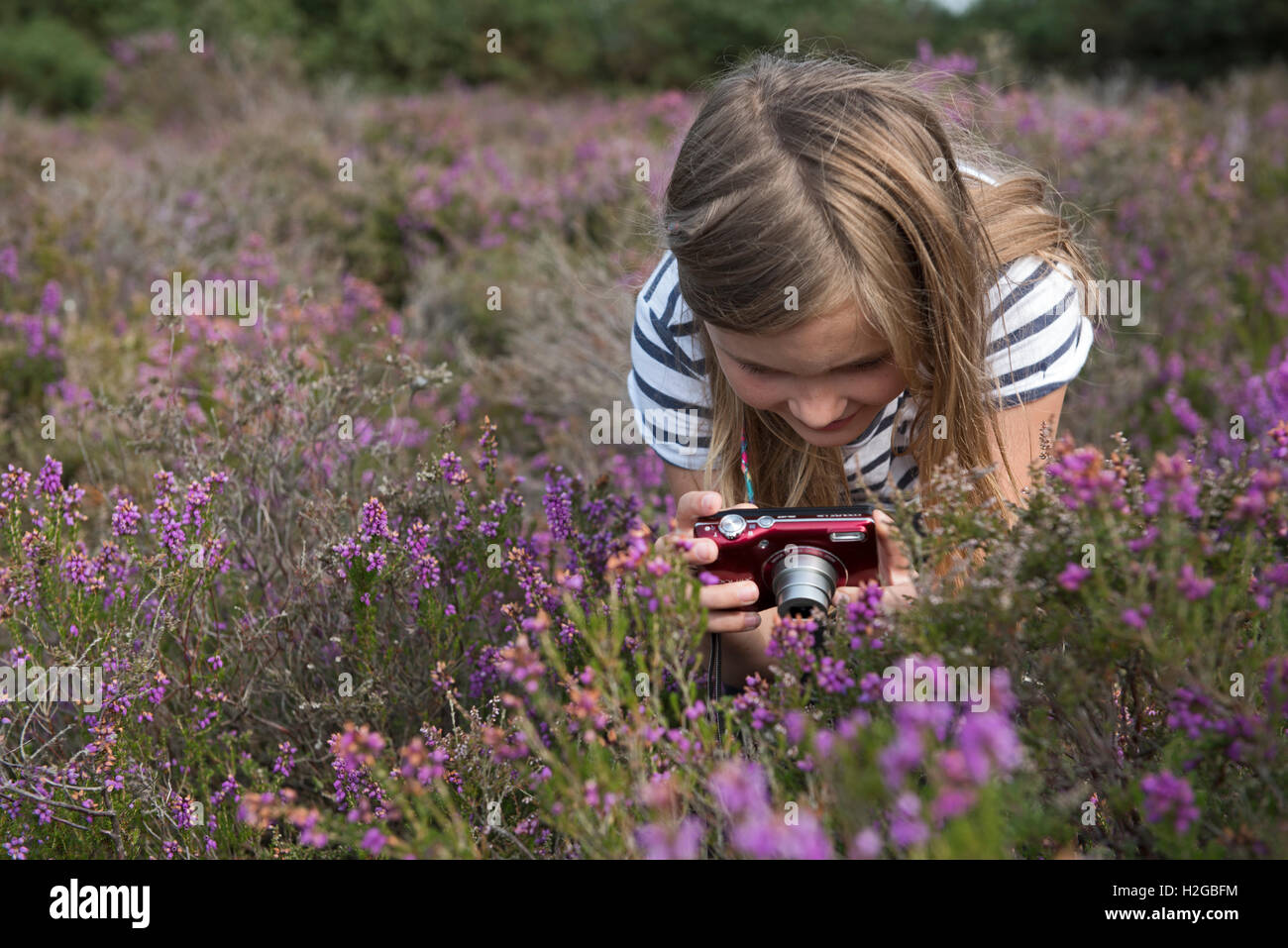 Jeune fille photographiant heather sur Heath, Kelling Heath Norfolk summer Banque D'Images