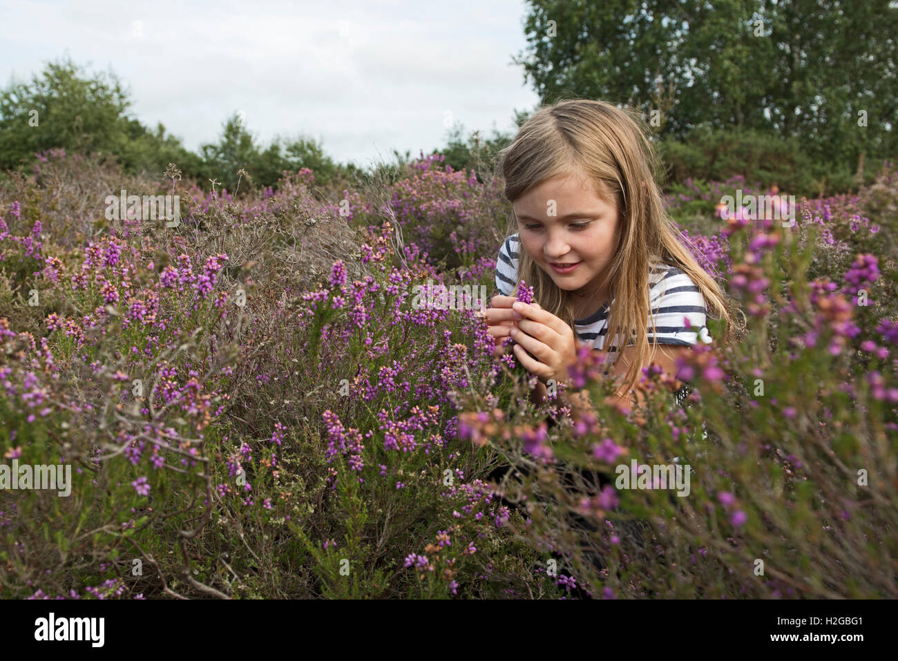 Jeune fille à la recherche du heather sur Heath, Kelling Heath, Norfolk summer Banque D'Images