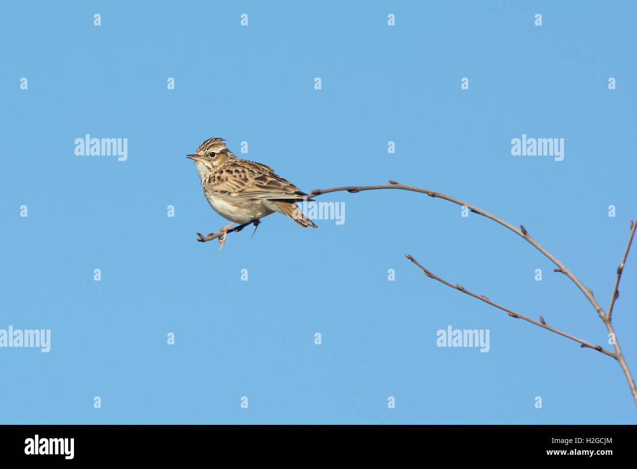 Wood Lark Lullula arborea en chanson North Norfolk printemps Banque D'Images