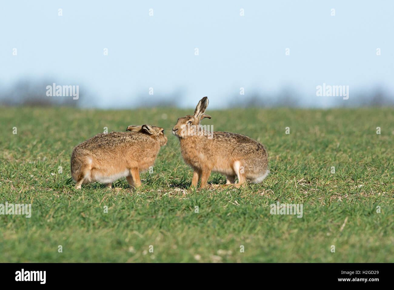 Lièvre brun Lepus europaeus, homme et femme, femme entrée en saison, North Norfolk Mars Banque D'Images