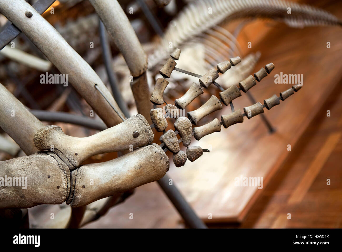 Détails de d'un squelette dans un musée Banque D'Images