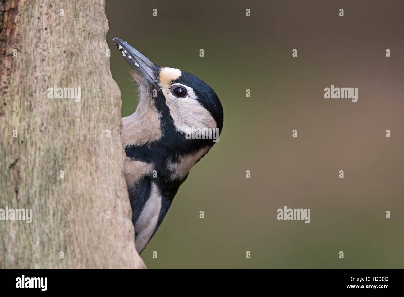 Great Spotted Woodpecker Dendrocopos major Norfolk Banque D'Images