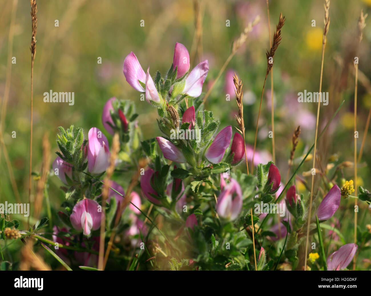Common Restharrow, Ononis repens. Banque D'Images