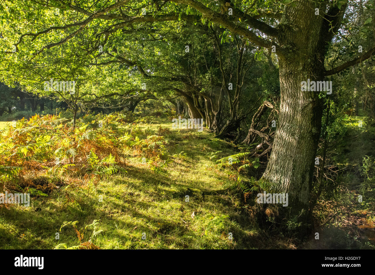 La Clairière ensoleillée en fin d'après-midi ensoleillé. Un accueil chaleureux et paisible emplacement isolé. Banque D'Images