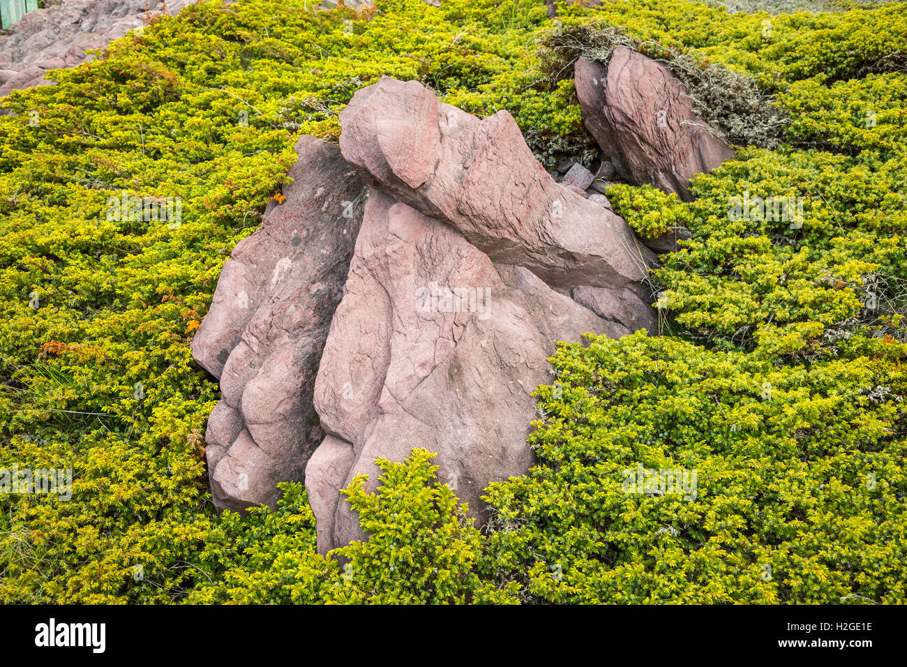 Rochers roses et la végétation près de Tickle Cove, Terre-Neuve et Labrador, Canada. Banque D'Images