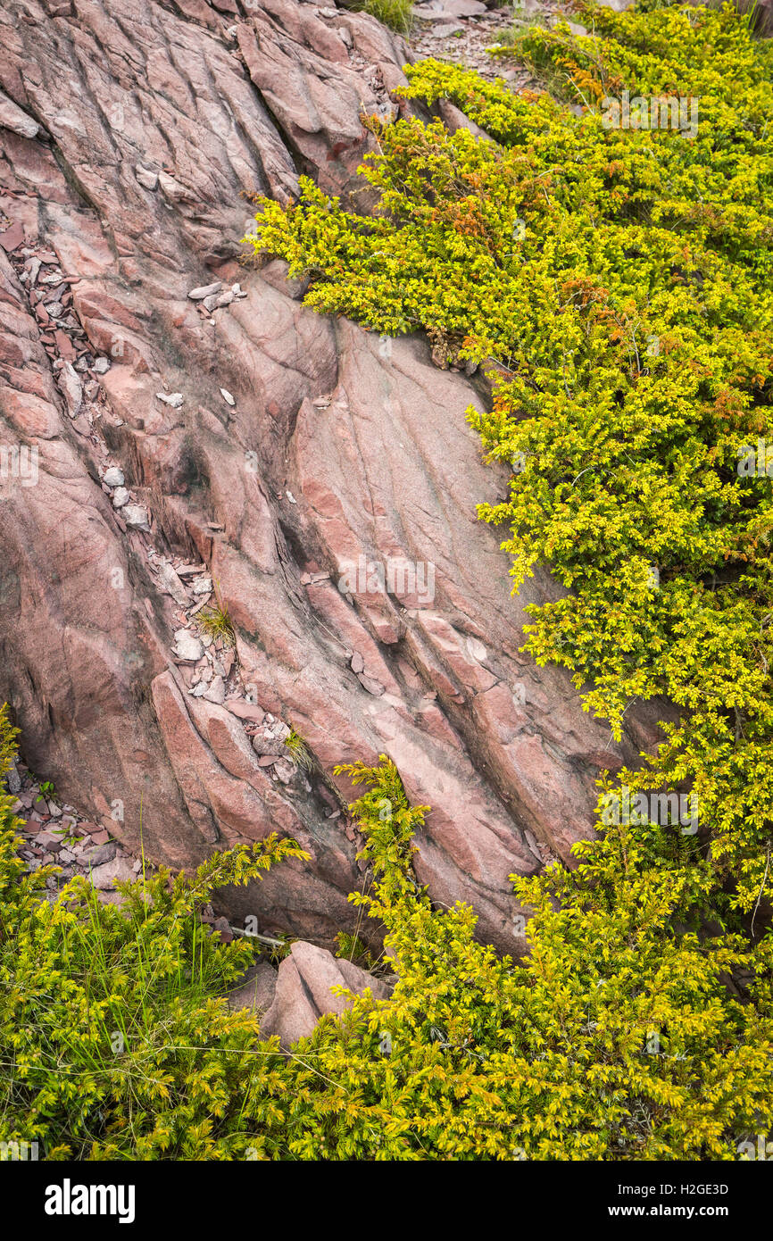Rochers roses et la végétation près de Tickle Cove, Terre-Neuve et Labrador, Canada. Banque D'Images