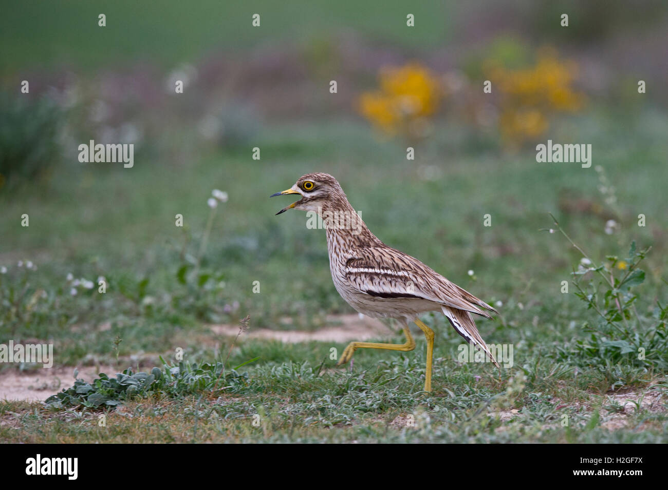 Oedicnème criard Burhinus bistriatus eurasien patrouiller territoire contre l'intrusion oedicnème criard sur steppes espagnoles, Montgai, Catal Banque D'Images