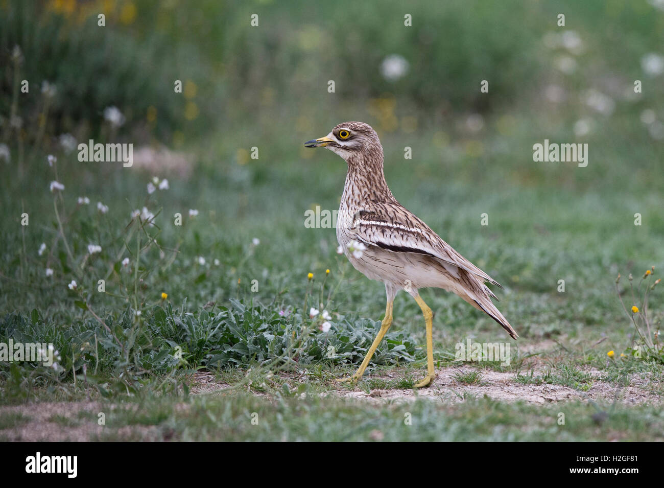 Oedicnème criard Burhinus bistriatus eurasien patrouiller territoire contre l'intrusion oedicnème criard sur steppes espagnoles, Montgai, Catal Banque D'Images