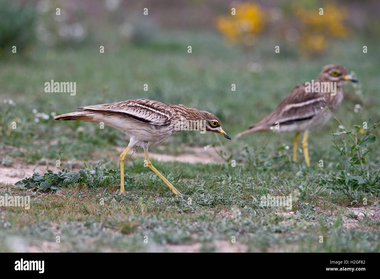 Oedicnème criard Burhinus bistriatus eurasien patrouiller territoire contre l'intrusion oedicnème criard sur steppes espagnoles, Montgai, Catal Banque D'Images