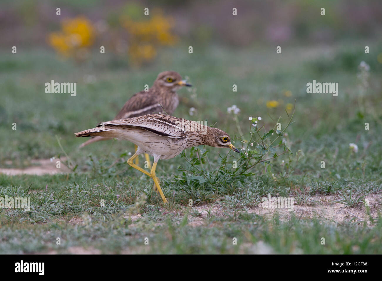 Oedicnème criard Burhinus bistriatus eurasien patrouiller territoire contre l'intrusion oedicnème criard sur steppes espagnoles, Montgai, Catal Banque D'Images