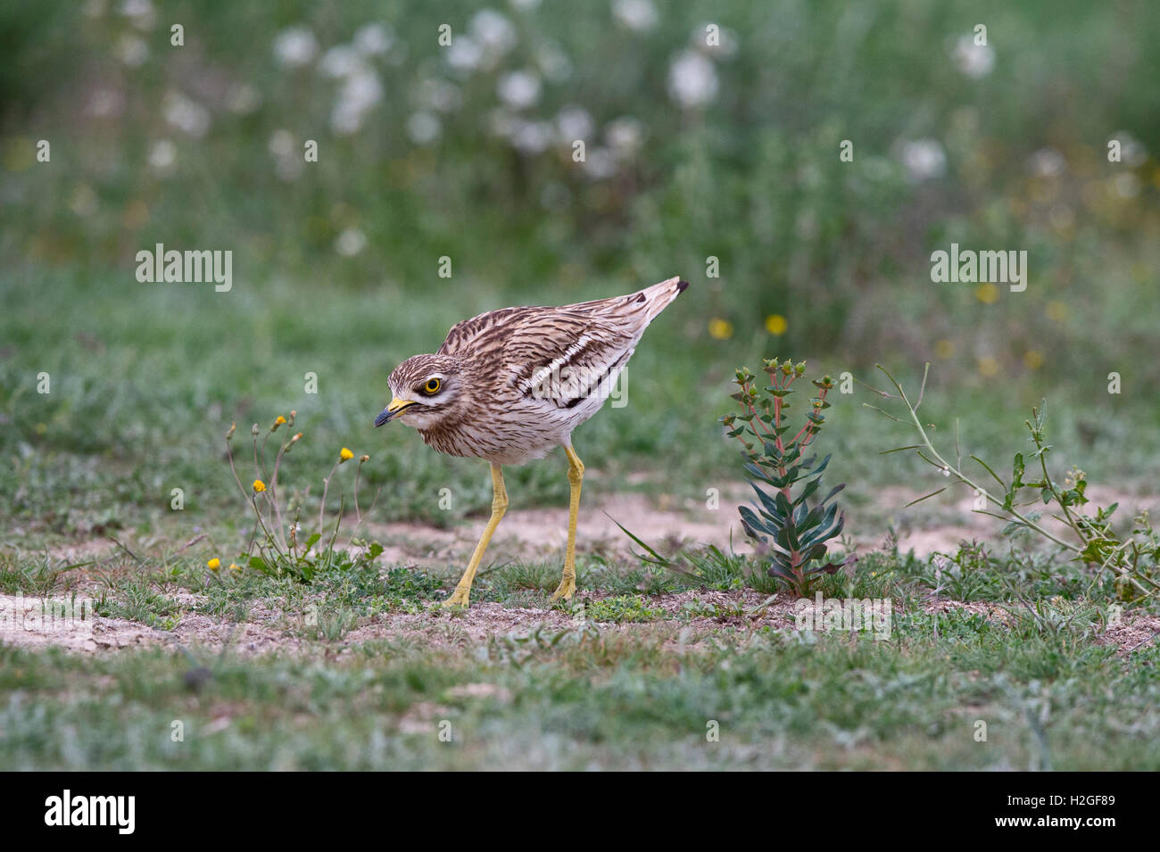 Oedicnème criard Burhinus bistriatus eurasien patrouiller territoire contre l'intrusion oedicnème criard sur steppes espagnoles, Montgai, Catal Banque D'Images