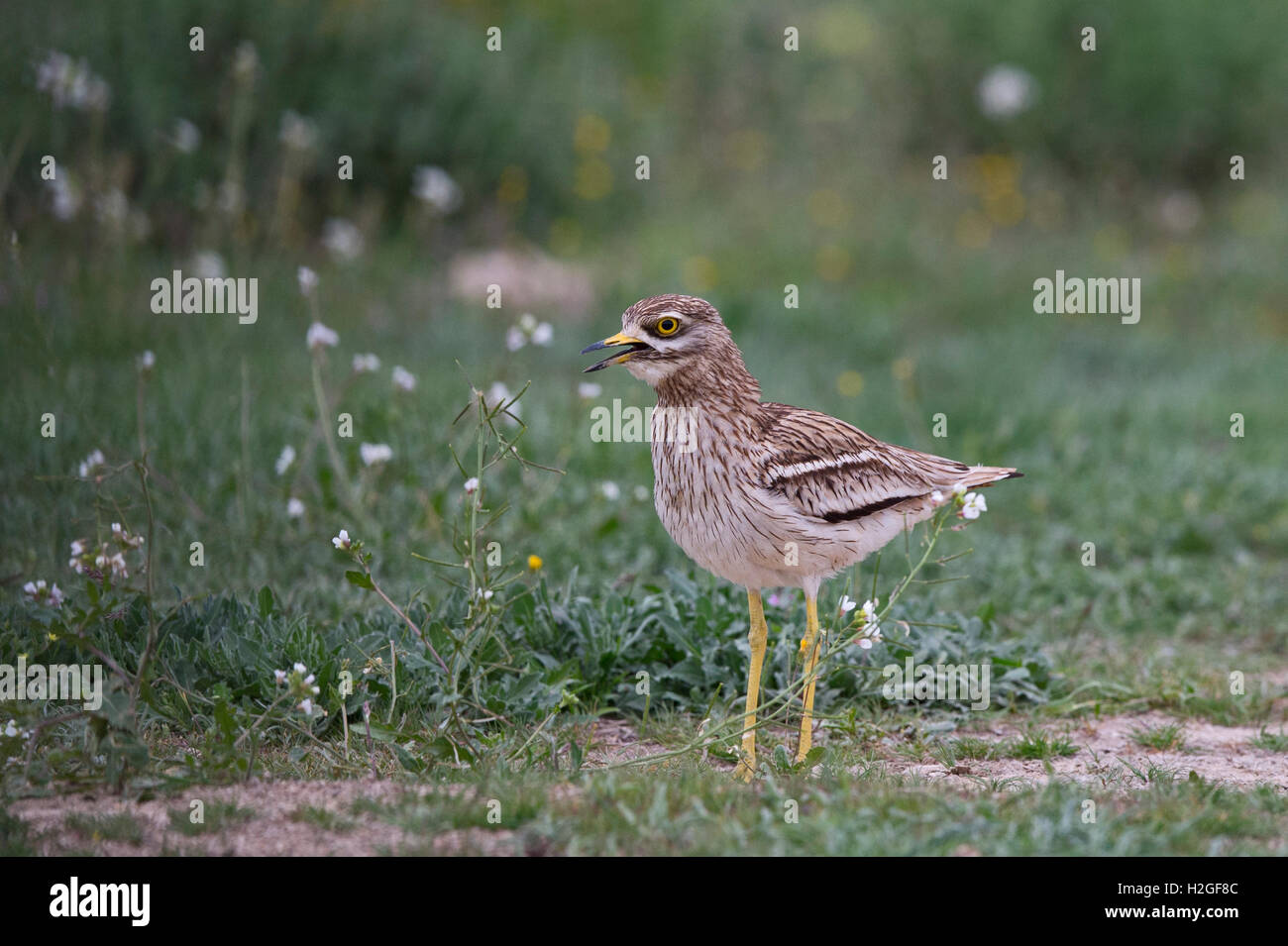 Oedicnème criard Burhinus bistriatus eurasien patrouiller territoire contre l'intrusion oedicnème criard sur steppes espagnoles, Montgai, Catal Banque D'Images