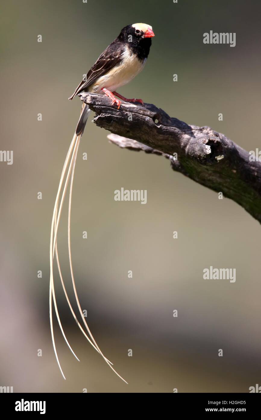Pintailed Oiseau Finch Banque D'Images