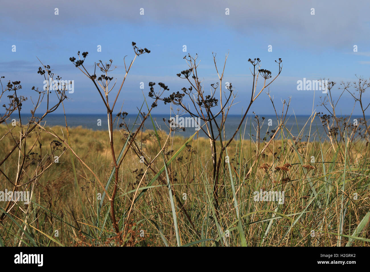 Plantes côtières disparu à la semence dans les dunes de sable Banque D'Images