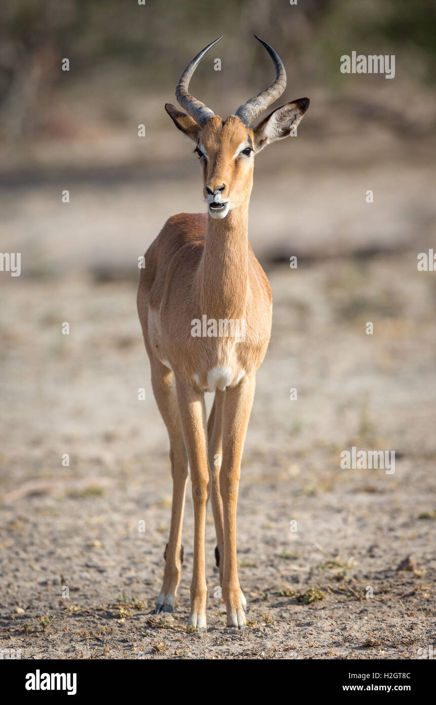 Homme Impala (Aepyceros melampus), Timbavati Game Reserve, Afrique du Sud Banque D'Images