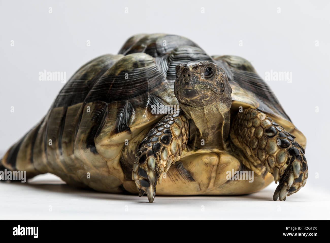 Marginated tortoise (Testudo marginata), fond blanc Banque D'Images Marginated tortoise (Testudo marginata), fond blanc Banque D'Images
