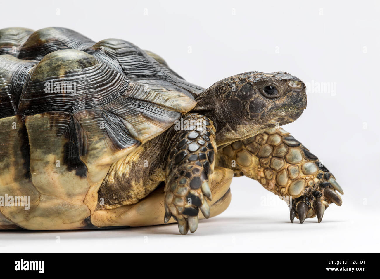 Marginated tortoise (Testudo marginata), fond blanc Banque D'Images Marginated tortoise (Testudo marginata), fond blanc Banque D'Images