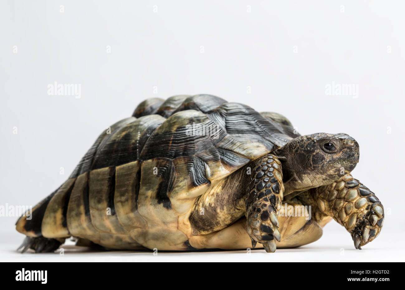 Marginated tortoise (Testudo marginata), fond blanc Banque D'Images Marginated tortoise (Testudo marginata), fond blanc Banque D'Images