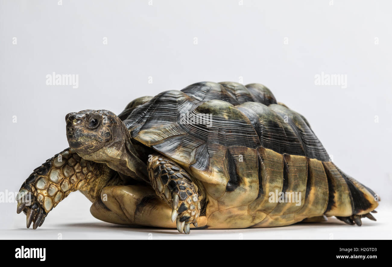 Marginated tortoise (Testudo marginata), fond blanc Banque D'Images Marginated tortoise (Testudo marginata), fond blanc Banque D'Images
