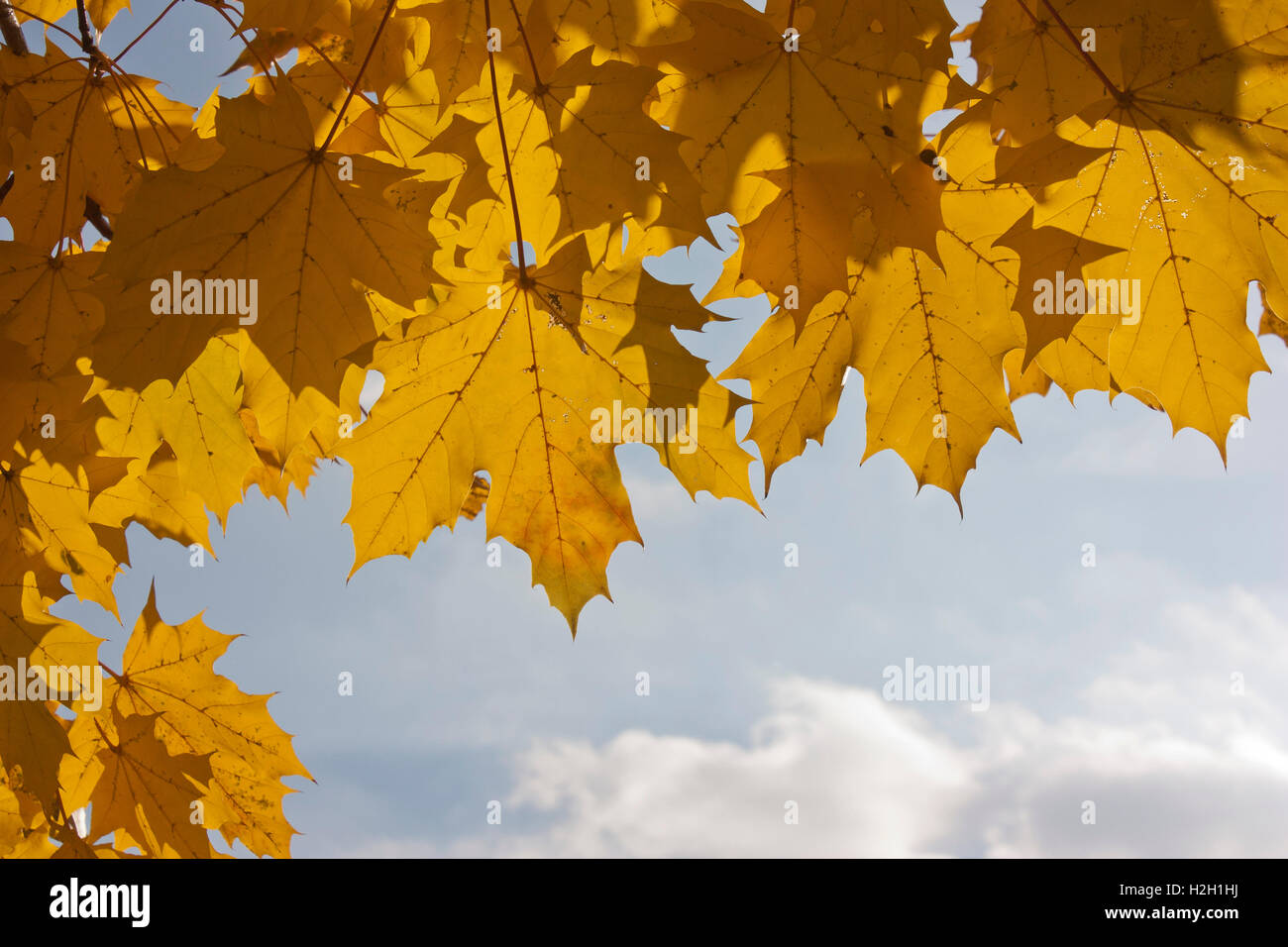 Jaune feuilles d'érable contre le ciel Banque D'Images