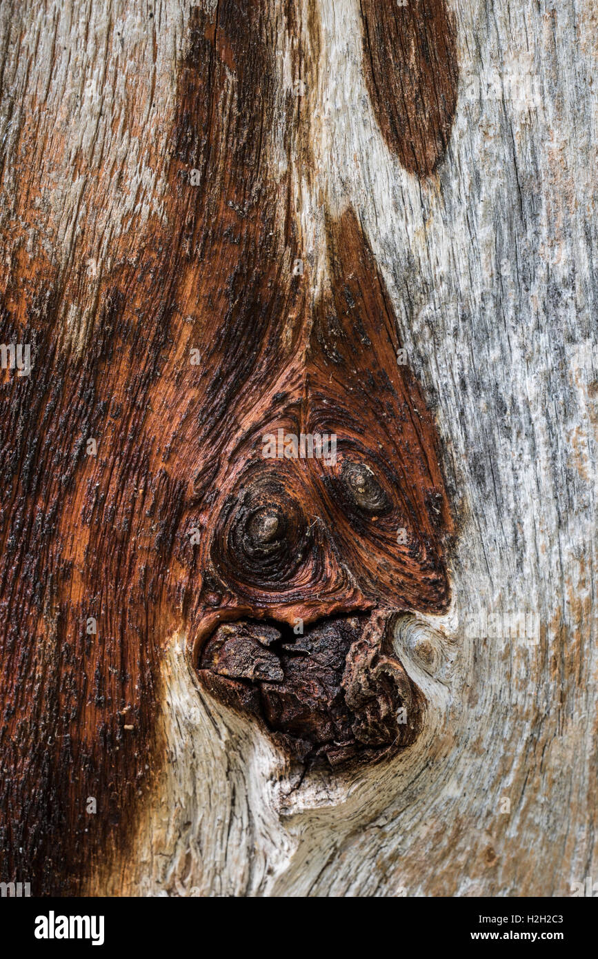 Holz, détail | Bois, détail Banque D'Images