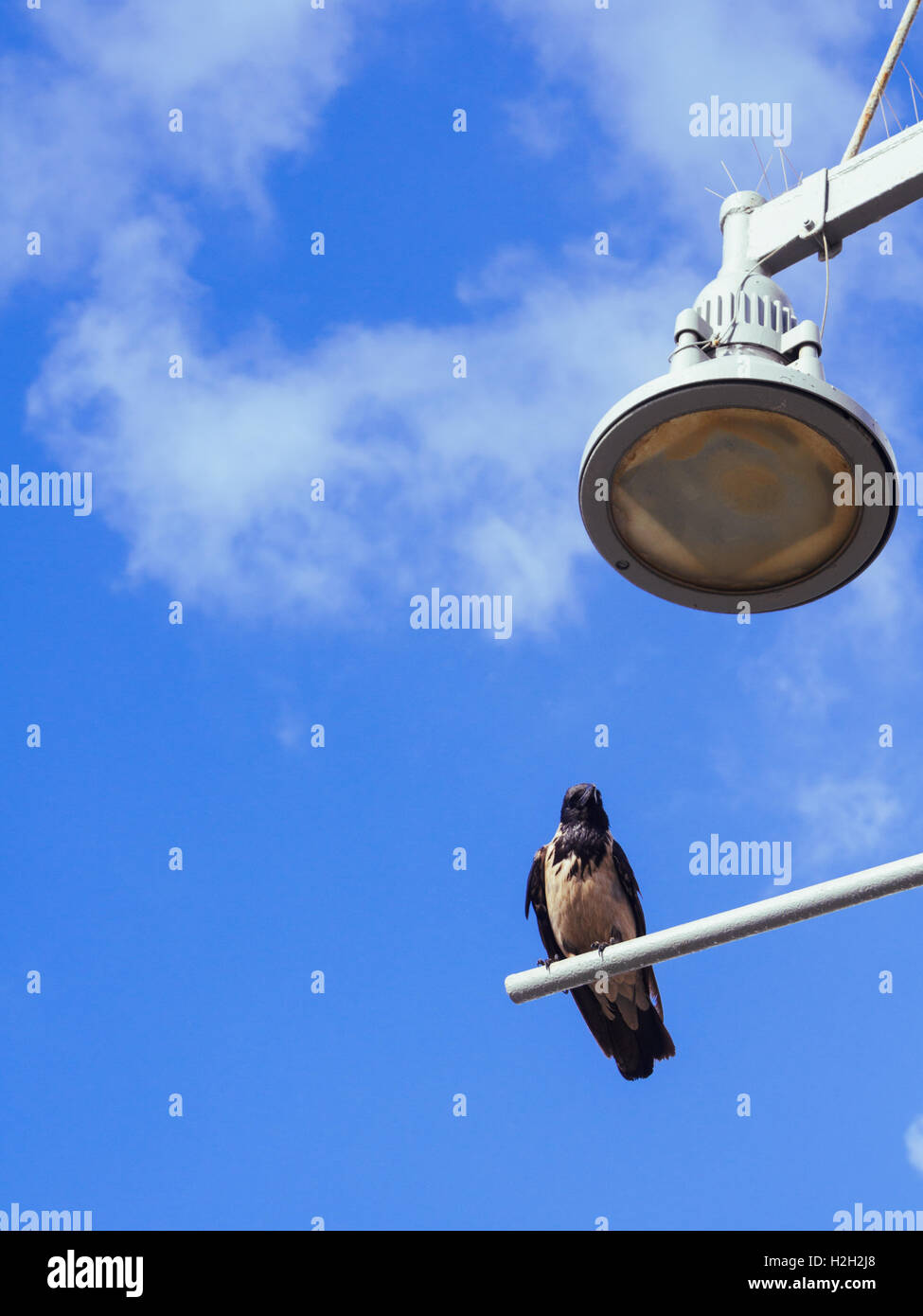 Hooded Crow (Corvus cornix) perché sur un lampadaire avec fond de ciel bleu. Photographié en Israël en mai Banque D'Images