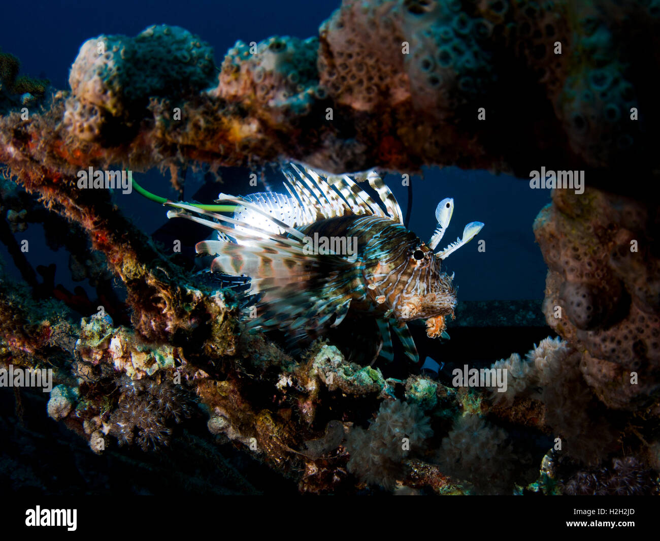 Poisson-papillon commun ou devil firefish (Pterois miles). Cette espèce est endémique de la Mer Rouge. Il est lumineux et ses couleurs d'avertissement Banque D'Images