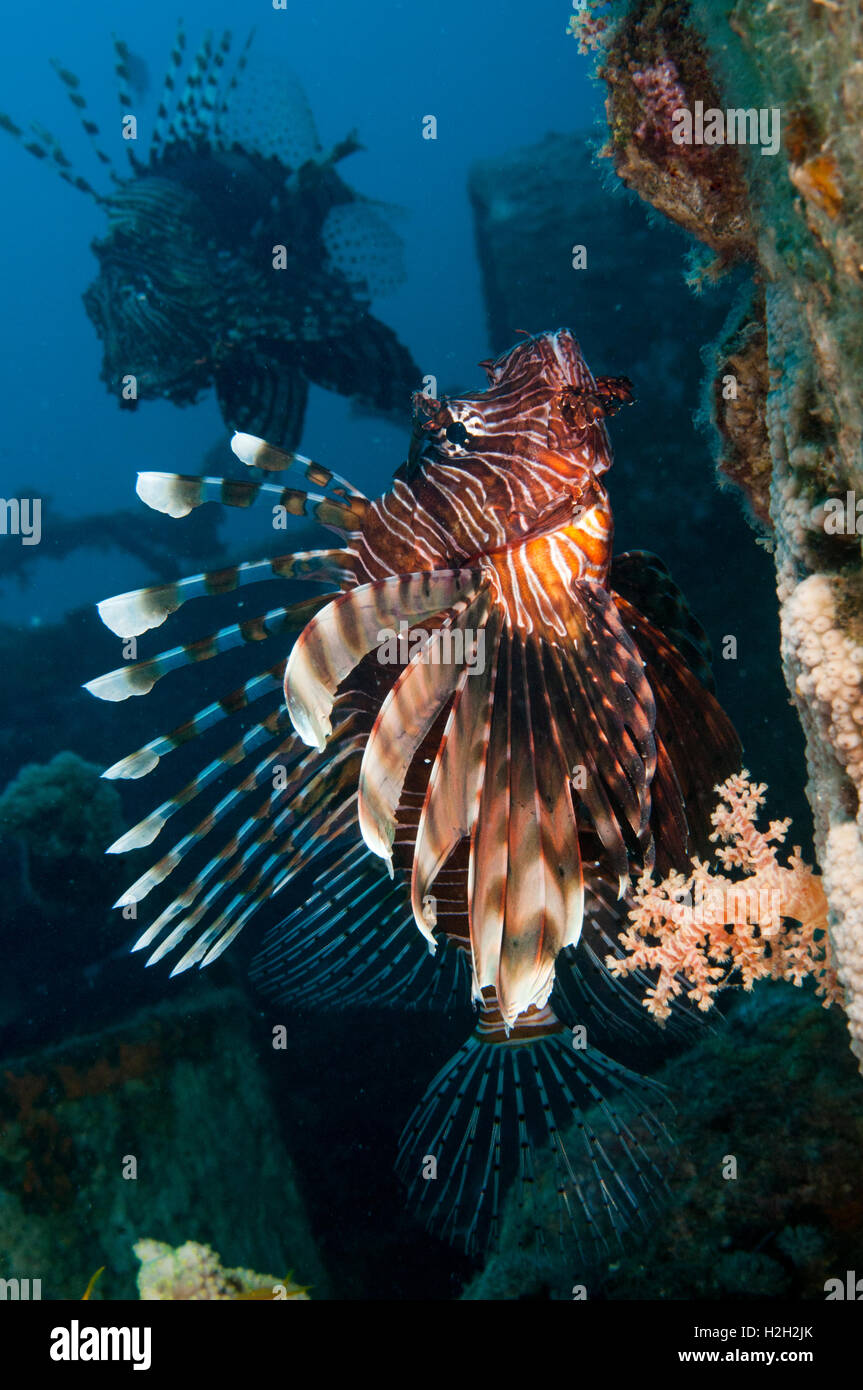 Poisson-papillon commun ou devil firefish (Pterois miles). Cette espèce est endémique de la Mer Rouge. Il est lumineux et ses couleurs d'avertissement Banque D'Images