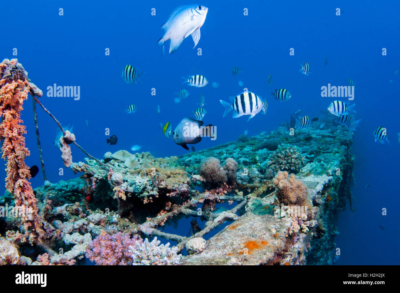 Poisson et de plongée sous marine à un récif de corail, photographié à 10m, la mer Rouge, Eilat, Israël Banque D'Images