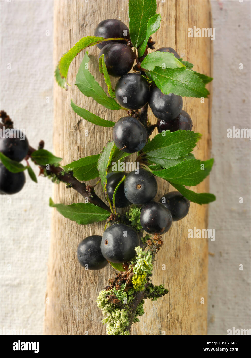 Prunelle a des baies et feuilles de la prunellier (Prunus spinosa ) Banque D'Images