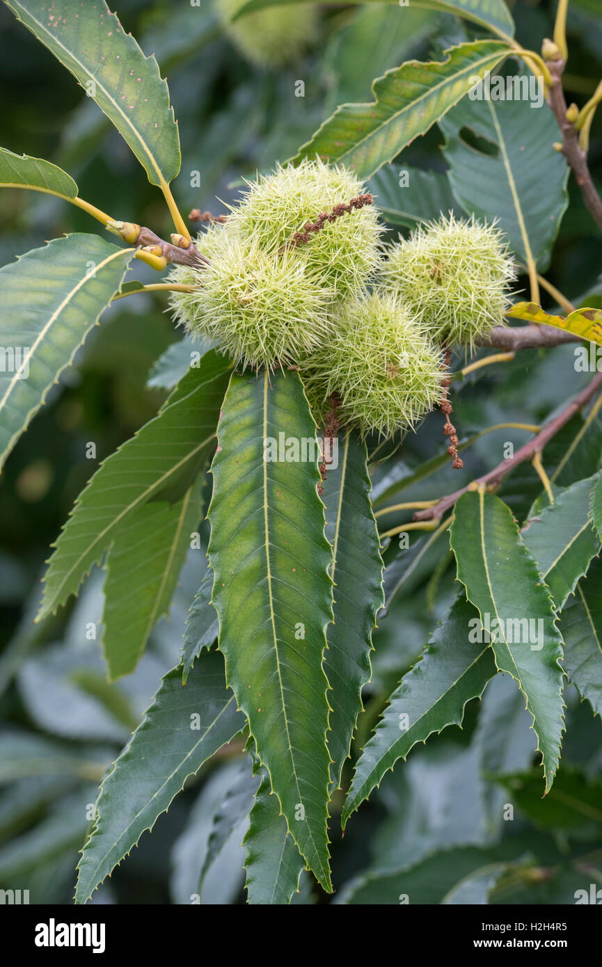 Castanea sativa. Châtaignes sur l'arbre en automne Banque D'Images