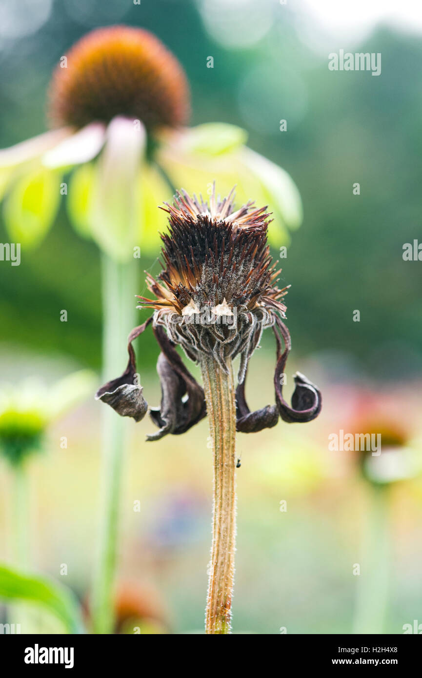 Echinacea 'Green envy' fleurit en semences. Passé Coneflowers Banque D'Images