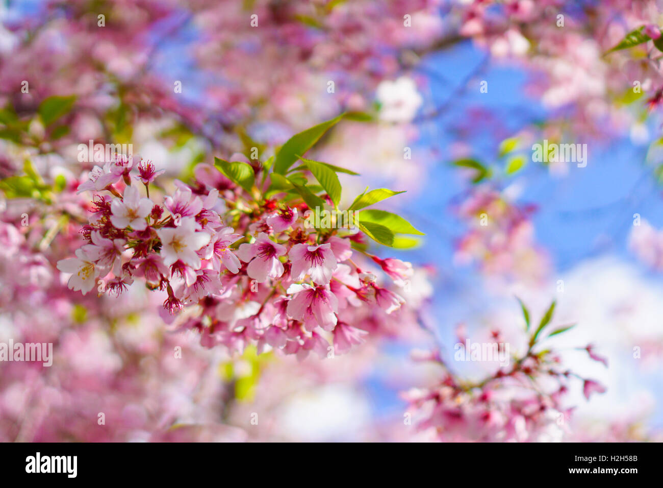 Beau gros plan de fleur de cerisier durant la saison du printemps, Auckland Banque D'Images