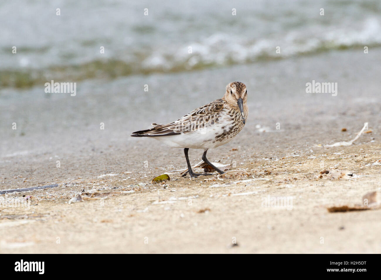 Le Bécasseau variable (Calidris alpina) East Sussex, England, UK Banque D'Images