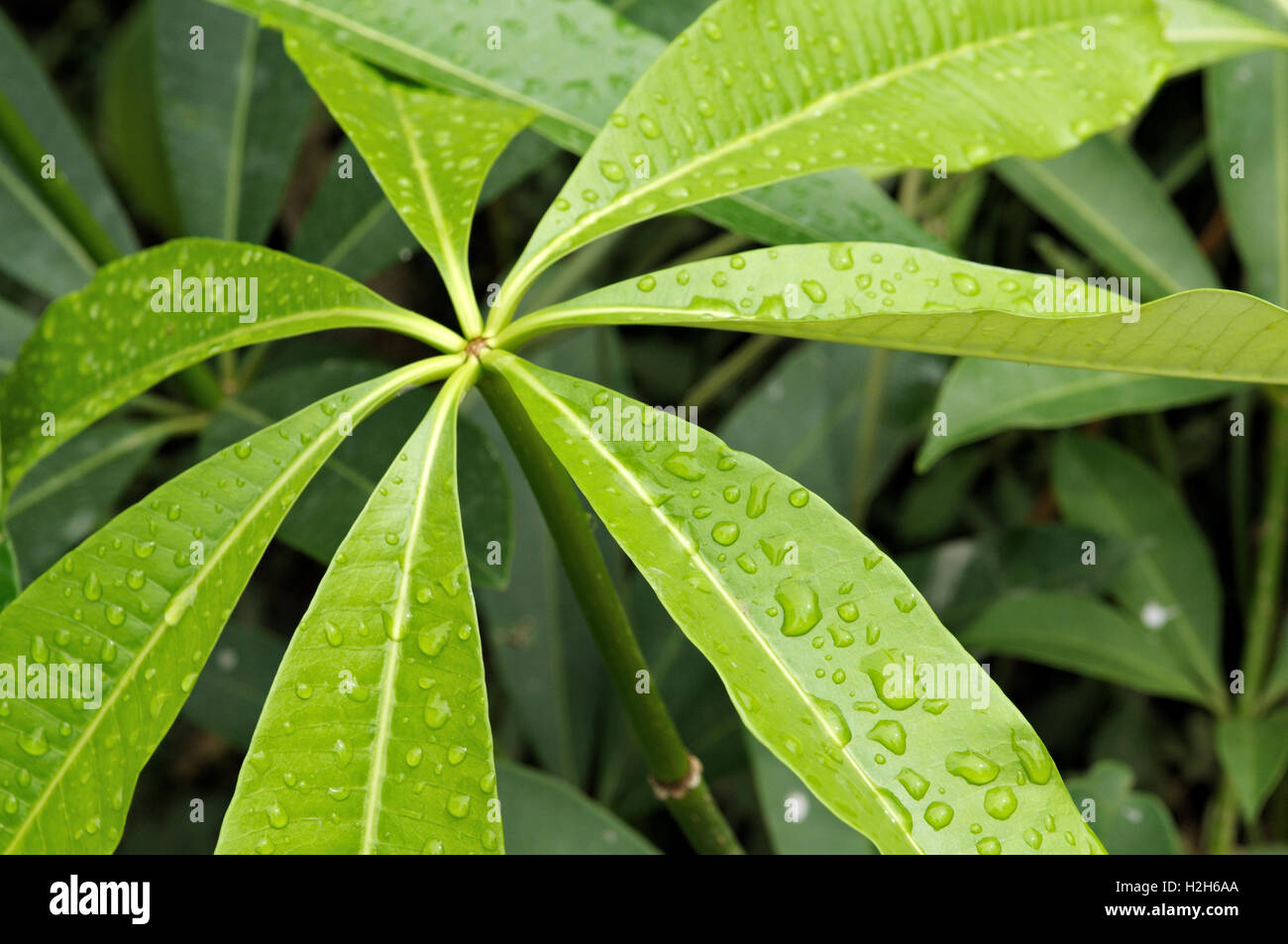 Gouttes d'eau sur une plante verte dans la région de Ha Giang, Vietnam du Nord Banque D'Images